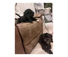 2 male Shih Tzu Poodle Mix Puppies for Sale - 3