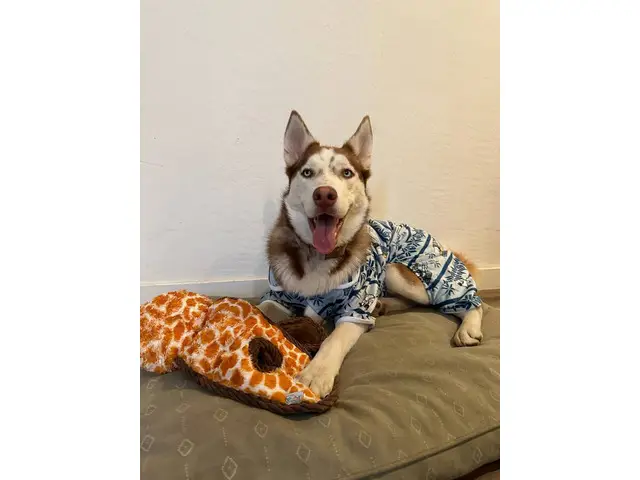 1 year-old Husky needs to find a new home - 1/2