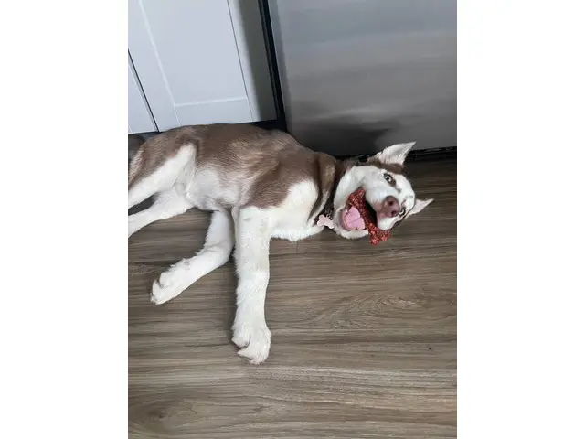 1 year-old Husky needs to find a new home - 2/2