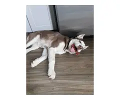 1 year-old Husky needs to find a new home - 2