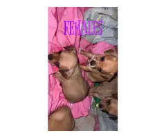 Chihuahua mix puppies need loving homes