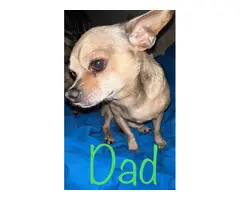 Chihuahua mix puppies need loving homes - 3