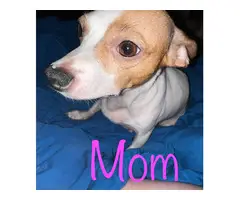 Chihuahua mix puppies need loving homes - 4