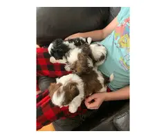 Sweet purebred Shih Tzu puppies for sale - 1
