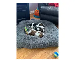 Sweet purebred Shih Tzu puppies for sale - 2