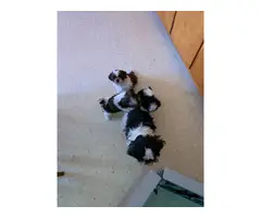 Sweet purebred Shih Tzu puppies for sale - 3