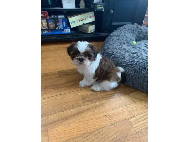 Sweet purebred Shih Tzu puppies for sale - 4/7