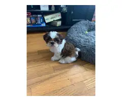 Sweet purebred Shih Tzu puppies for sale - 4