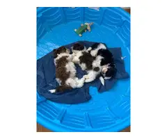Sweet purebred Shih Tzu puppies for sale - 5