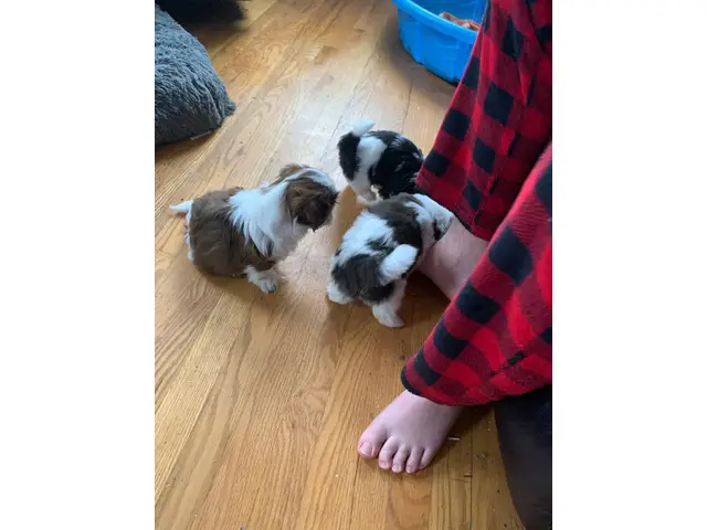 Sweet purebred Shih Tzu puppies for sale - 6/7
