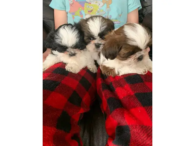 Sweet purebred Shih Tzu puppies for sale - 7/7