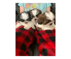 Sweet purebred Shih Tzu puppies for sale - 7