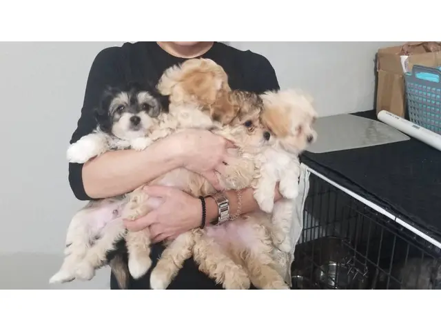 4 cuddly Maltipoo puppies looking for new homes - 1/5