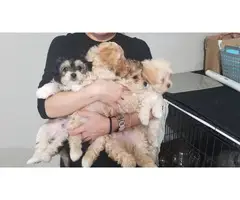 4 cuddly Maltipoo puppies looking for new homes