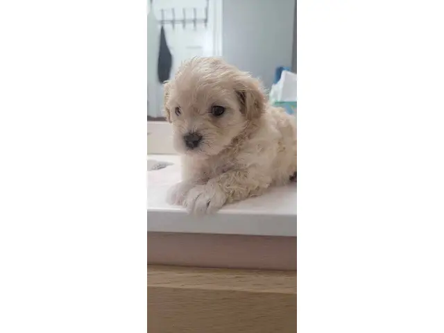 4 cuddly Maltipoo puppies looking for new homes - 3/5