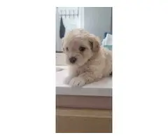 4 cuddly Maltipoo puppies looking for new homes - 3
