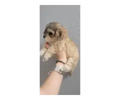 4 cuddly Maltipoo puppies looking for new homes - 4