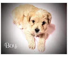 4 cuddly Maltipoo puppies looking for new homes - 5