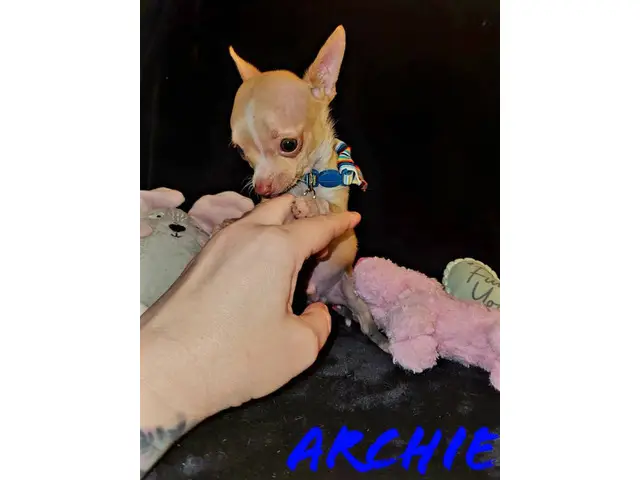 Precious little Tiny Micro Teacup Chihuahua puppy - 2/8