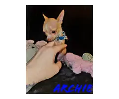 Precious little Tiny Micro Teacup Chihuahua puppy - 2