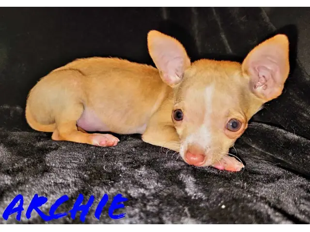 Precious little Tiny Micro Teacup Chihuahua puppy - 6/8