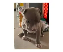 Blue Nose Pitbull pups - 2