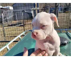9-weeks-old American bully puppies need forever homes