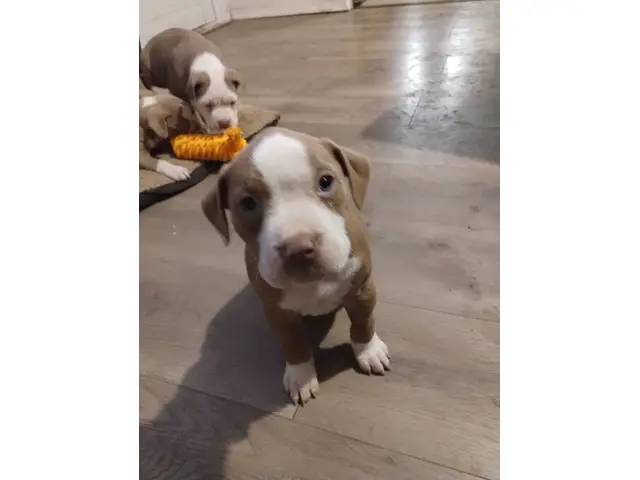 9-weeks-old American bully puppies need forever homes - 6/9