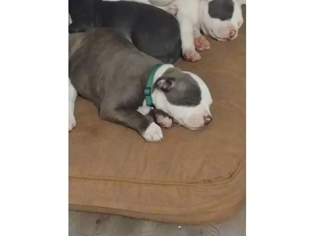 9-weeks-old American bully puppies need forever homes - 7/9