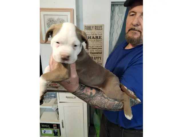 9-weeks-old American bully puppies need forever homes - 8/9
