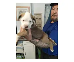 9-weeks-old American bully puppies need forever homes - 8