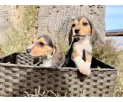 2 female beagle puppies looking for new forever homes