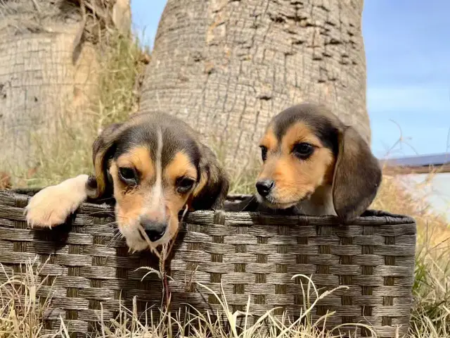 2 female beagle puppies looking for new forever homes - 2/4