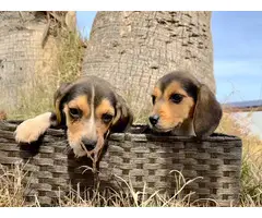 2 female beagle puppies looking for new forever homes - 2