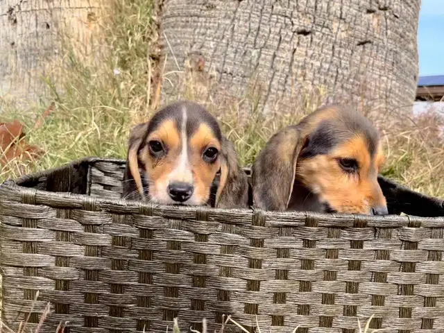 2 female beagle puppies looking for new forever homes - 3/4