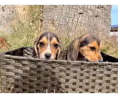 2 female beagle puppies looking for new forever homes - 3