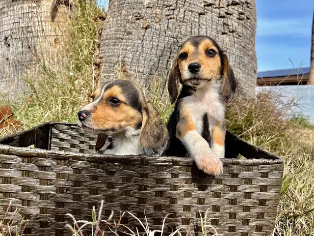 2 female beagle puppies looking for new forever homes - 4/4