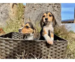 2 female beagle puppies looking for new forever homes - 4