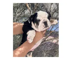 AKC Mini Size British Bulldog puppies for sale - 14