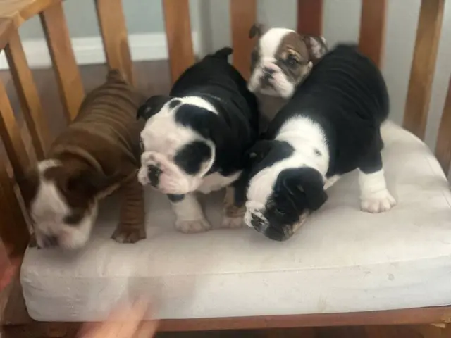 AKC Mini Size British Bulldog puppies for sale - 15/18