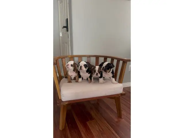AKC Mini Size British Bulldog puppies for sale - 16/18