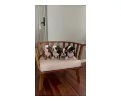 AKC Mini Size British Bulldog puppies for sale - 16