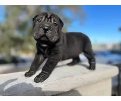 3 gorgeous solid black-coated Shar pei puppies for sale