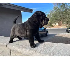 3 gorgeous solid black-coated Shar pei puppies for sale - 2