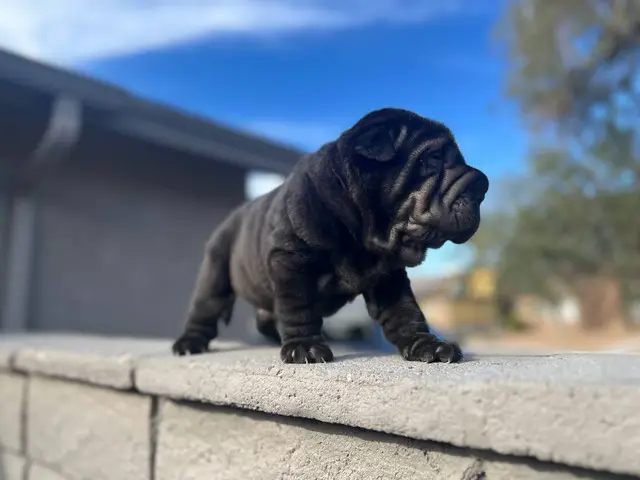 3 gorgeous solid black-coated Shar pei puppies for sale - 3/6