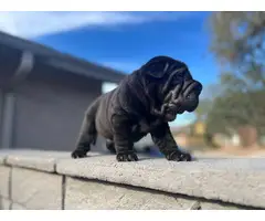3 gorgeous solid black-coated Shar pei puppies for sale - 3