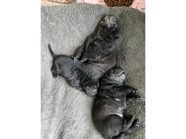 3 gorgeous solid black-coated Shar pei puppies for sale - 4/6