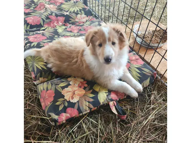 3 Cute AKC Rough Collie puppies for sale - 1/8