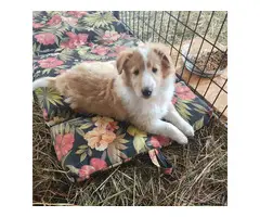 3 Cute AKC Rough Collie puppies for sale