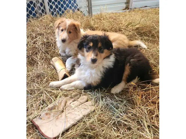 3 Cute AKC Rough Collie puppies for sale - 2/8